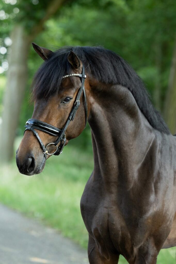 Schafrath , May 2025